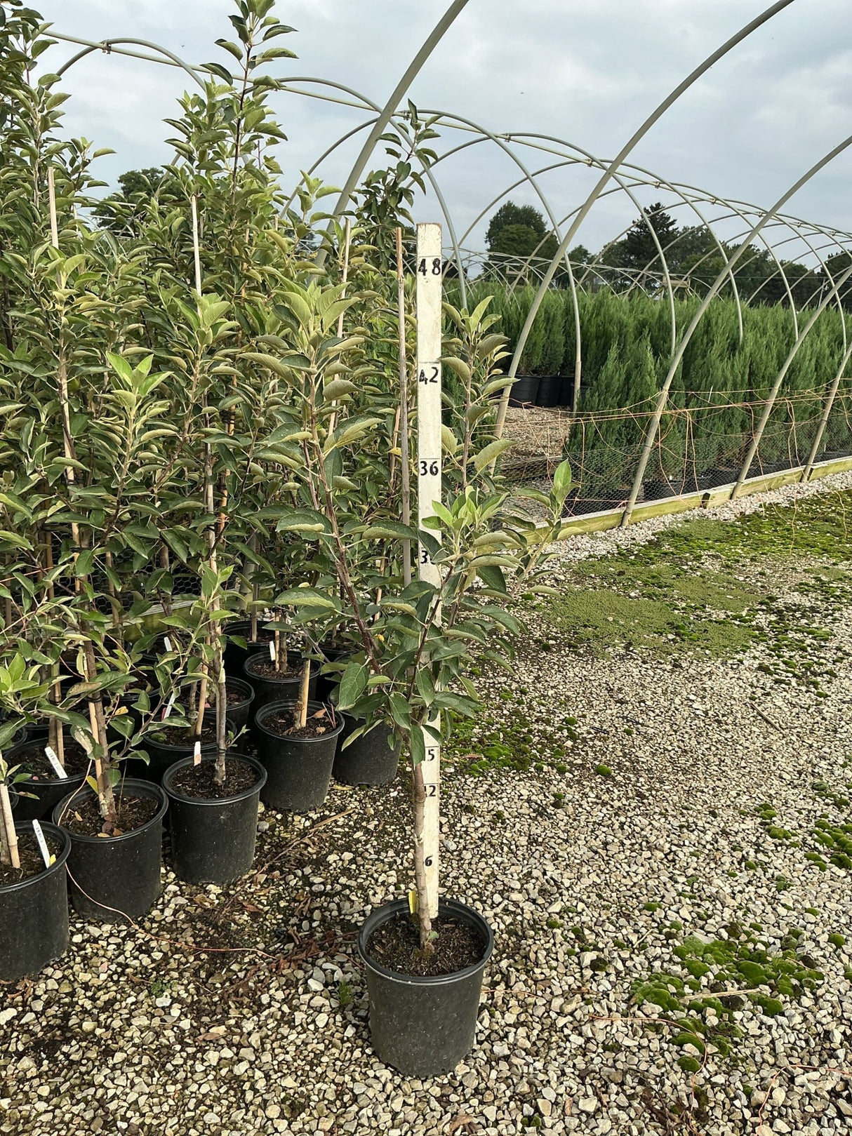 Braeburn Apple Tree in a #2 container with a height measuring stake showing approximately 4.5 ft tall at a nursery.