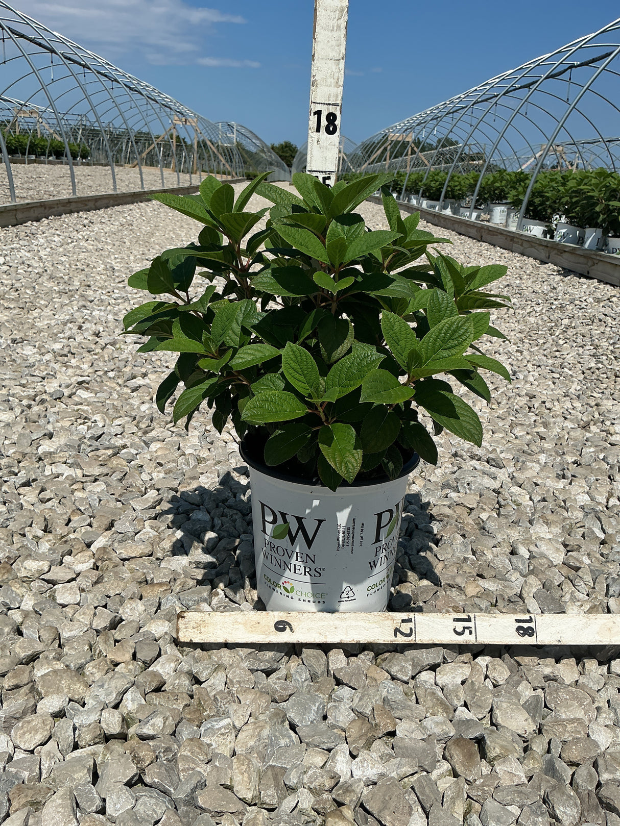 Little Quick Fire Panicle Hydrangea shrub in a #2 Proven Winners container, shown against a gravel nursery bed with greenhouse structures behind.
