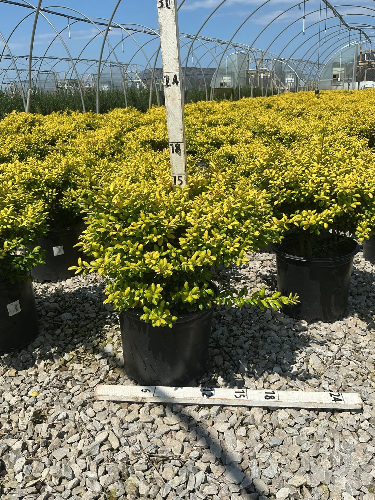 Drops of Gold Japanese Holly shrubs in black nursery containers display dense golden-yellow foliage at a greenhouse growing facility.