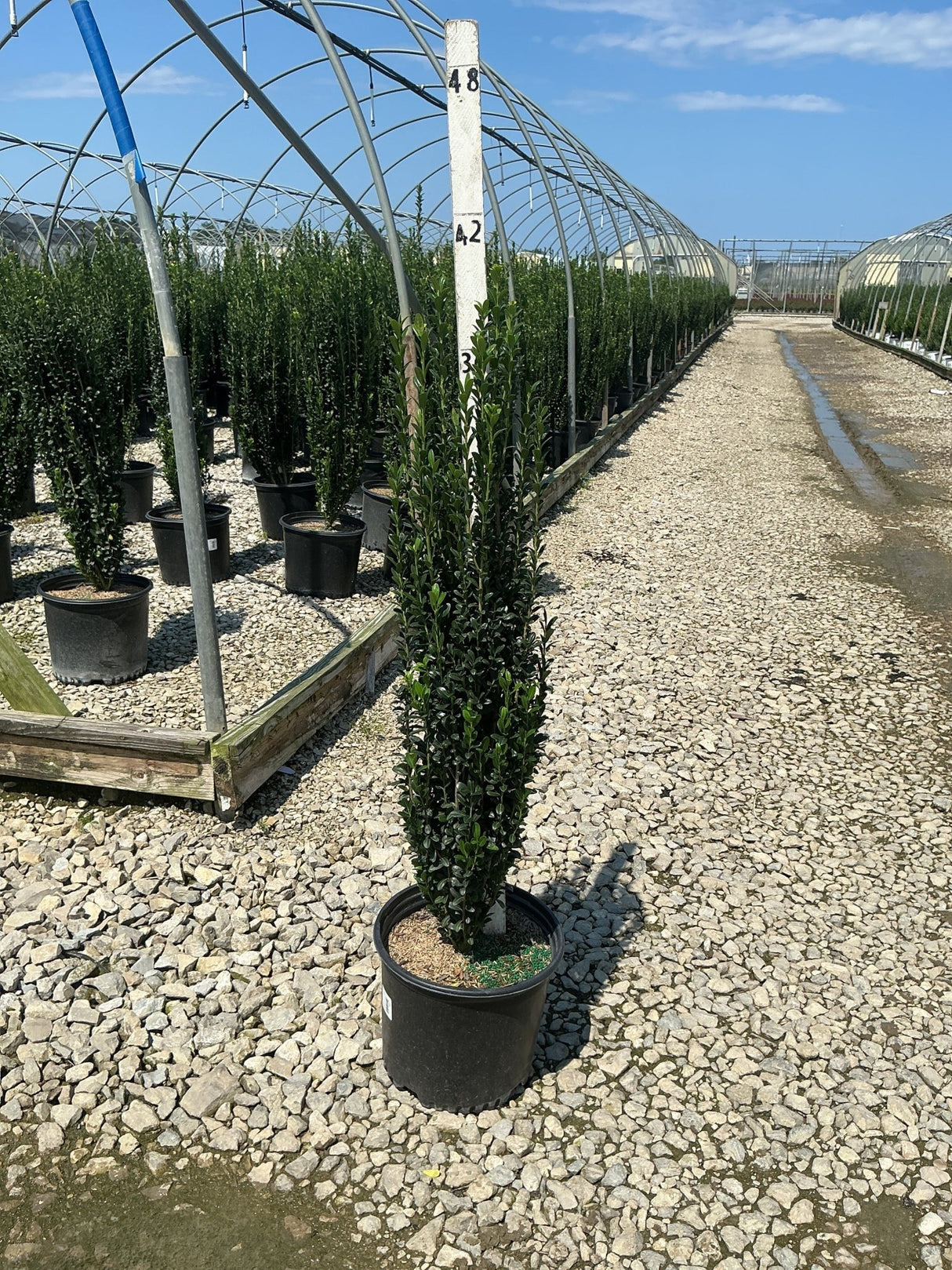 Sky Pencil Holly in a #3 container at a nursery, showing its narrow columnar habit and dense dark green foliage.