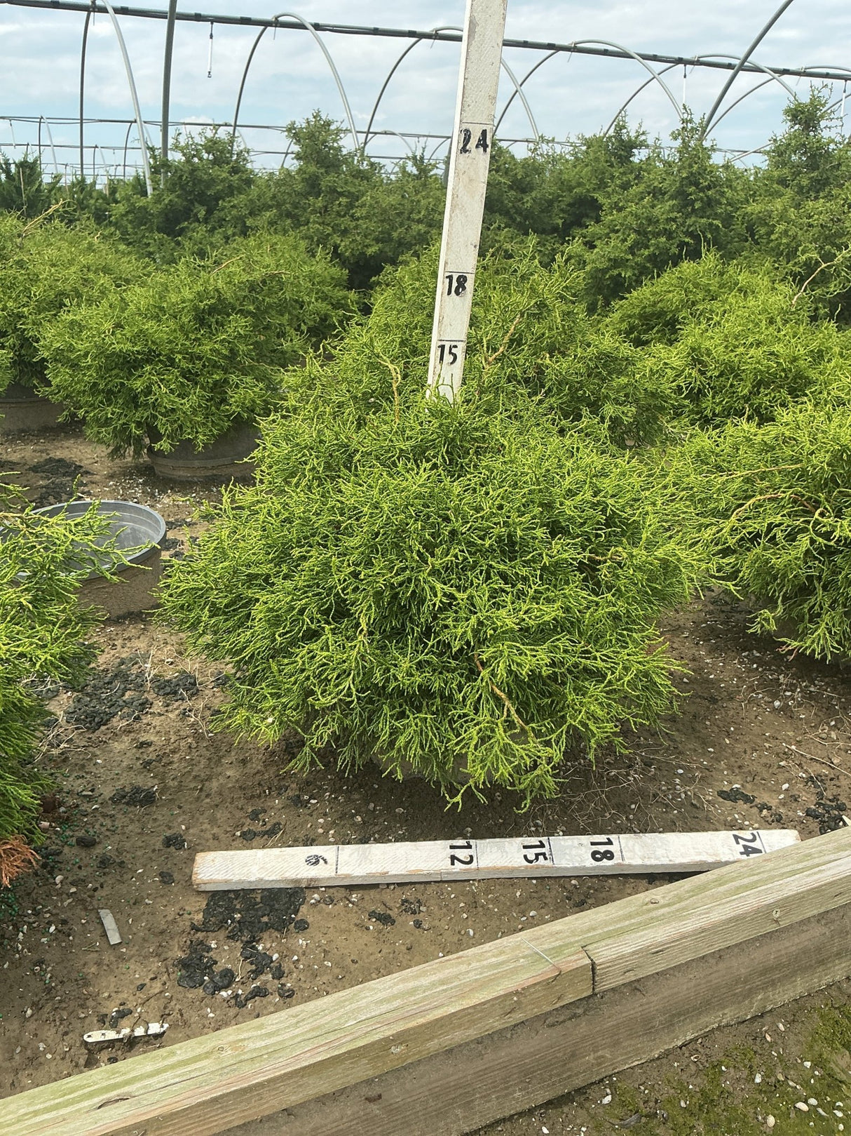 Contorted Hinoki False Cypress shrub with twisted green foliage growing in a nursery greenhouse, measured against a sizing stake.