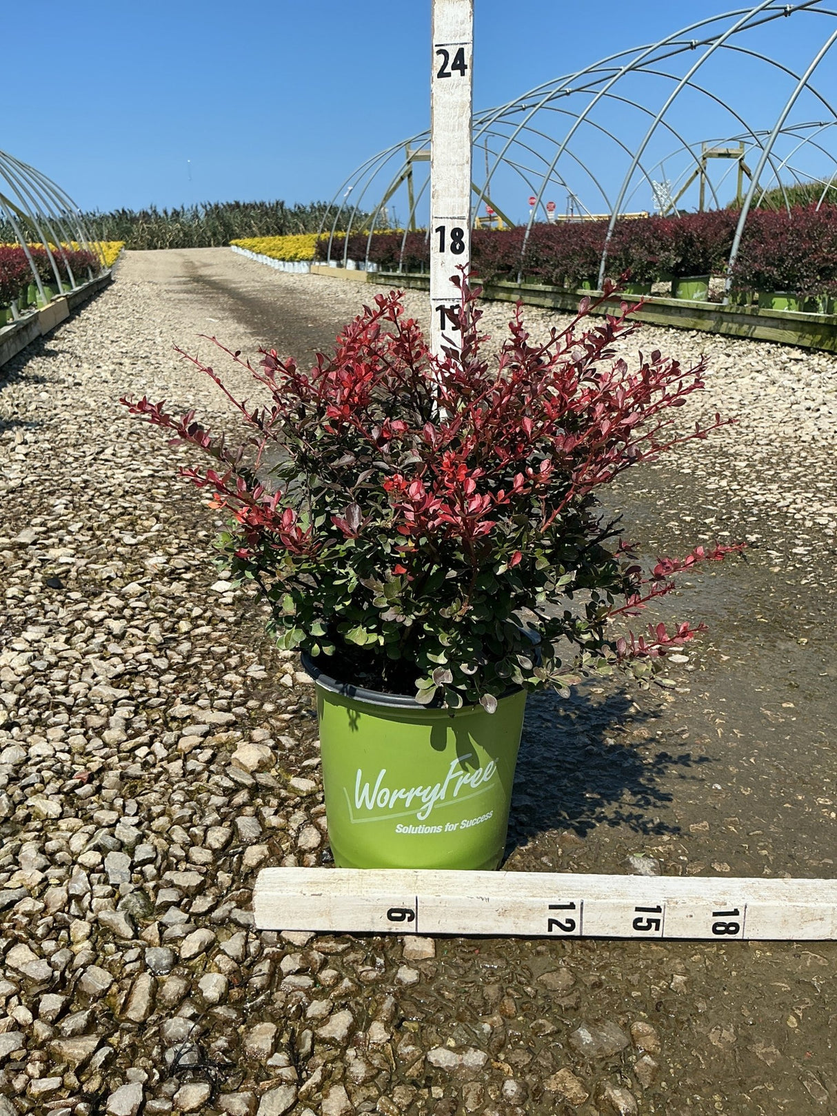 Crimson Cutie Barberry shrub in a green WorryFree container displaying deep red and burgundy foliage at a nursery.