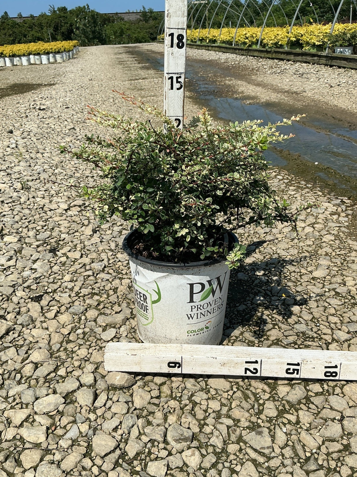 Sunjoy Sequins Japanese Barberry shrub in a #2 Proven Winners container measured against a ruler at a nursery.