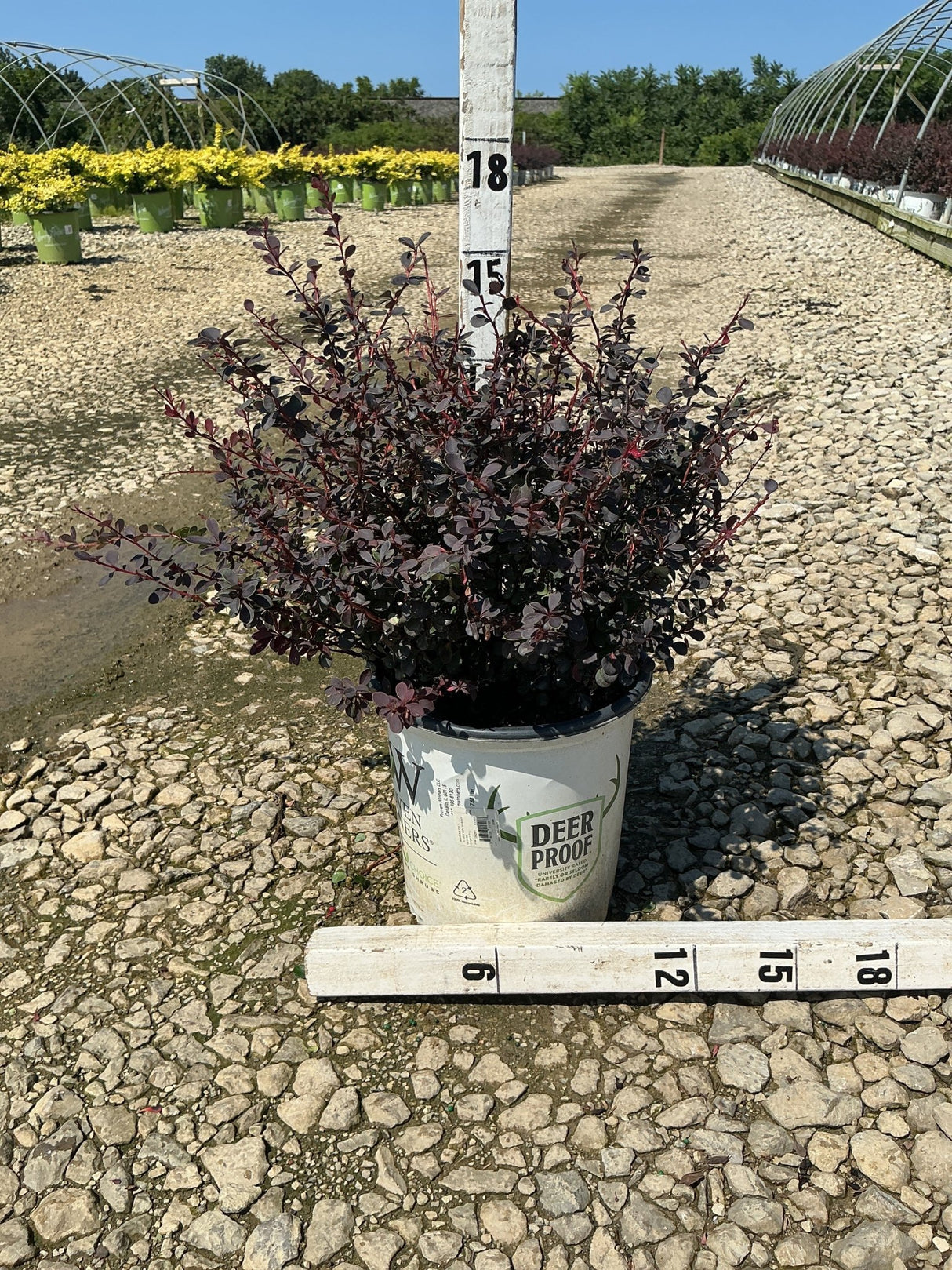Sunjoy Mini Maroon Barberry shrub with deep burgundy foliage in a #2 nursery container, shown against a gravel nursery bed.