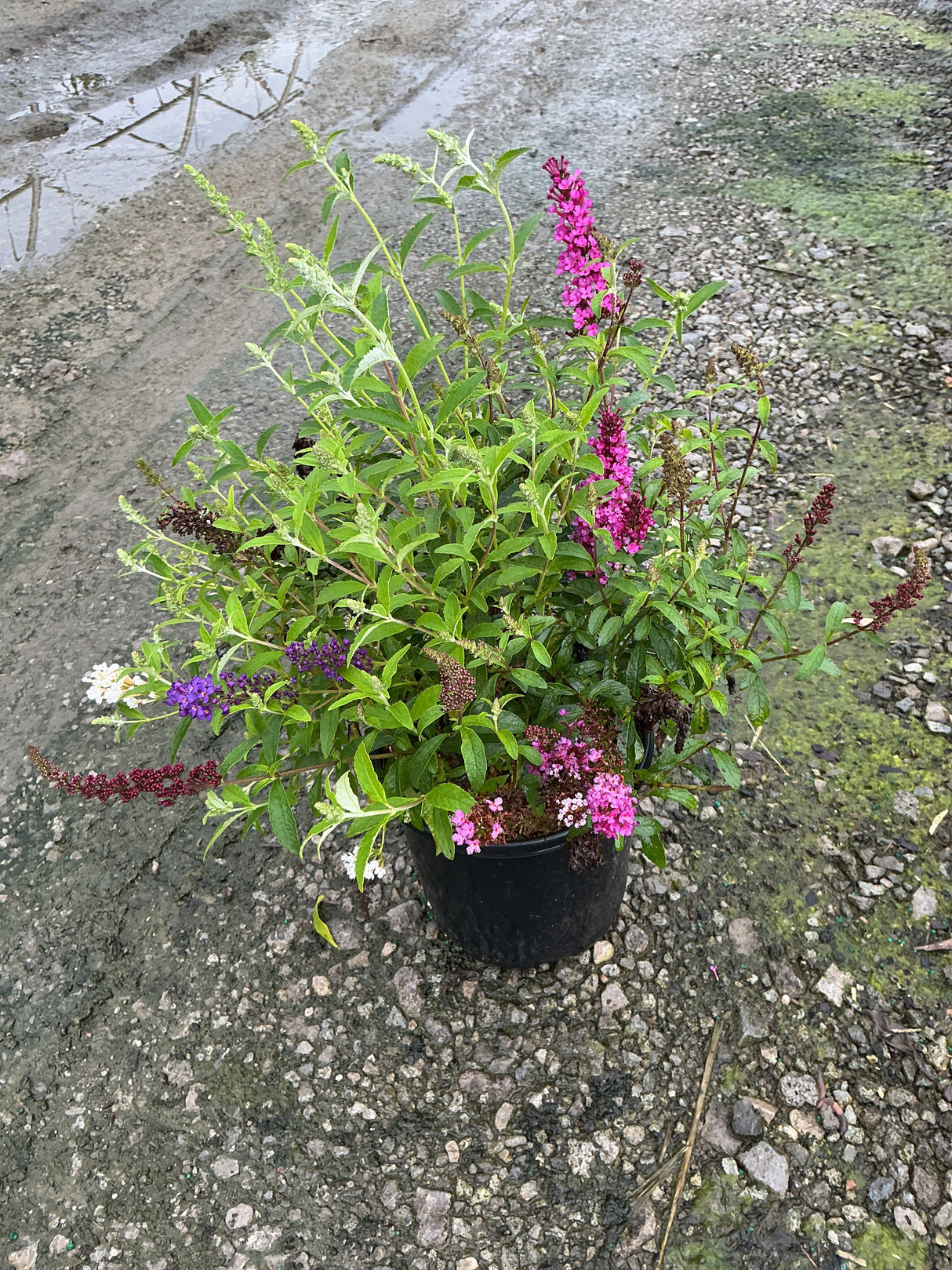 Perfecta Trifecta Butterfly Bush in a black nursery container showing pink, purple, and white blooms on lush green foliage.