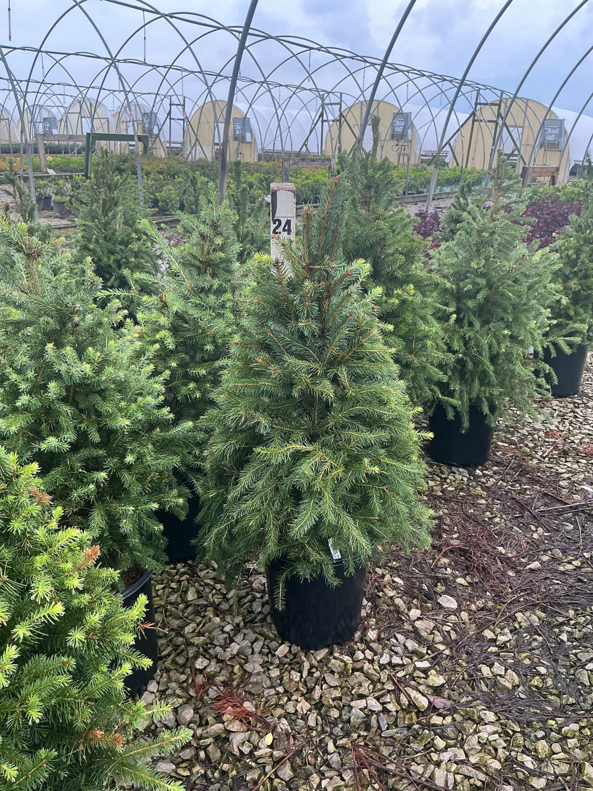 Norway Spruce trees in black nursery containers displayed on gravel at a greenhouse growing facility.