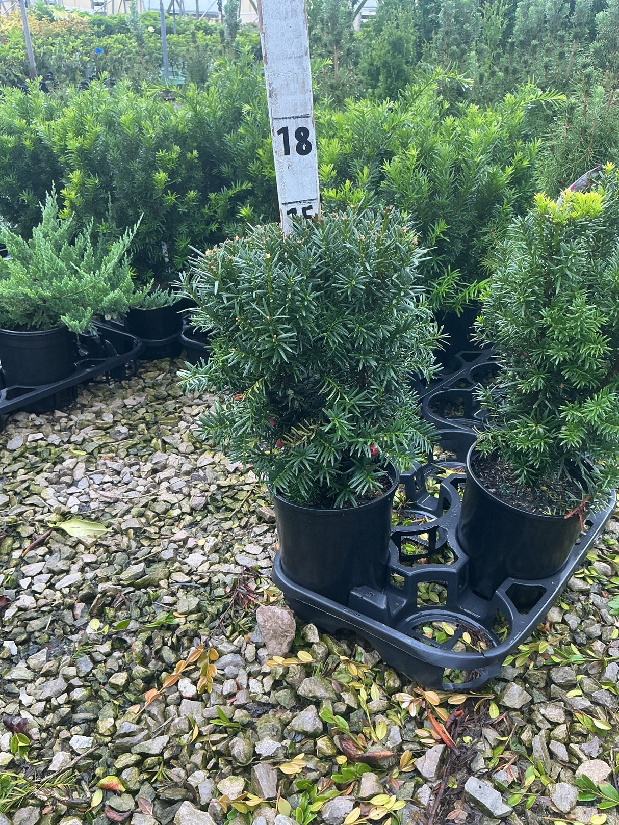 Hicks Yew shrubs in black nursery containers on a gravel surface at a garden center, showing dense dark green needle foliage.