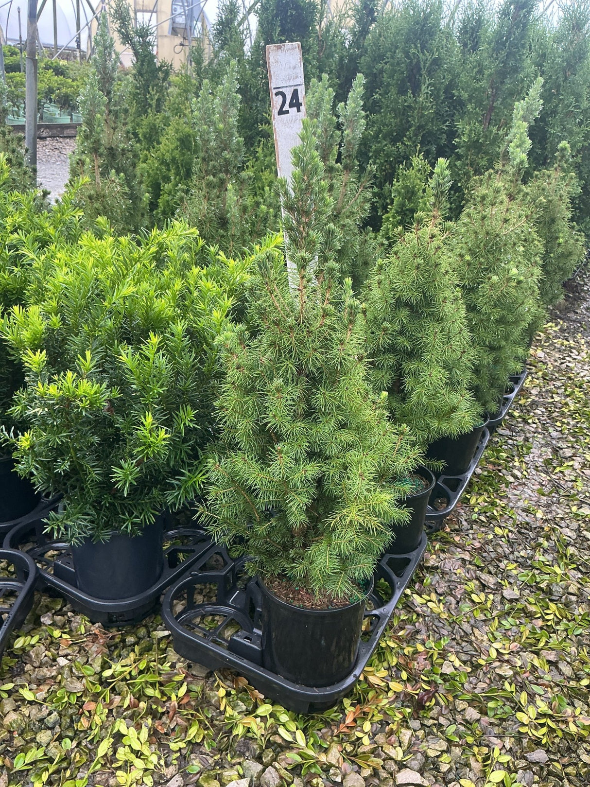 Dwarf Alberta Spruce in black nursery containers displayed at a garden center, showing dense conical form and fine green needles.