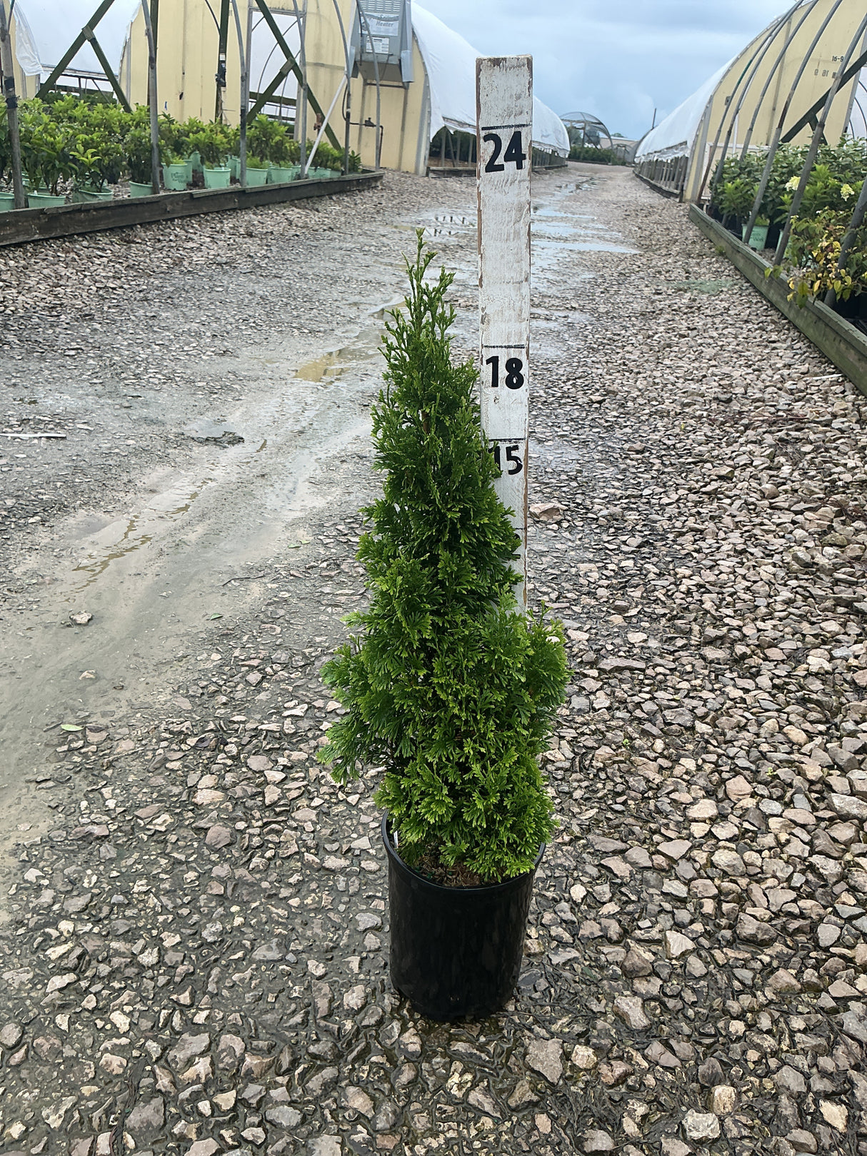 Degroot's Spire Arborvitae in a black nursery container, showing its narrow columnar form and dense green foliage next to a height marker.