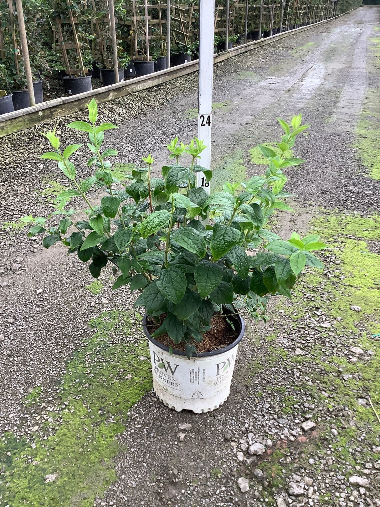 Illuminati Arch Mockorange shrub in a Proven Winners #3 container showing lush green foliage at a nursery.