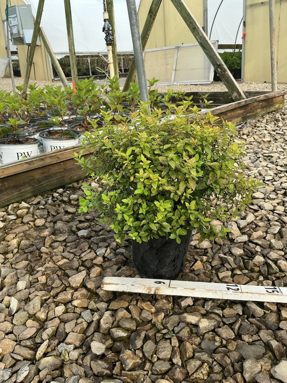 Goldmound Spirea shrub in a #1 black nursery container, showing compact mounding habit with bright green and gold foliage.
