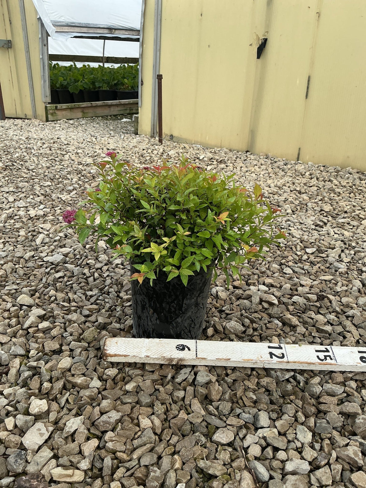Magic Carpet Spirea in a #1 black nursery container, showing green and red-tipped foliage with pink blooms on a gravel surface.