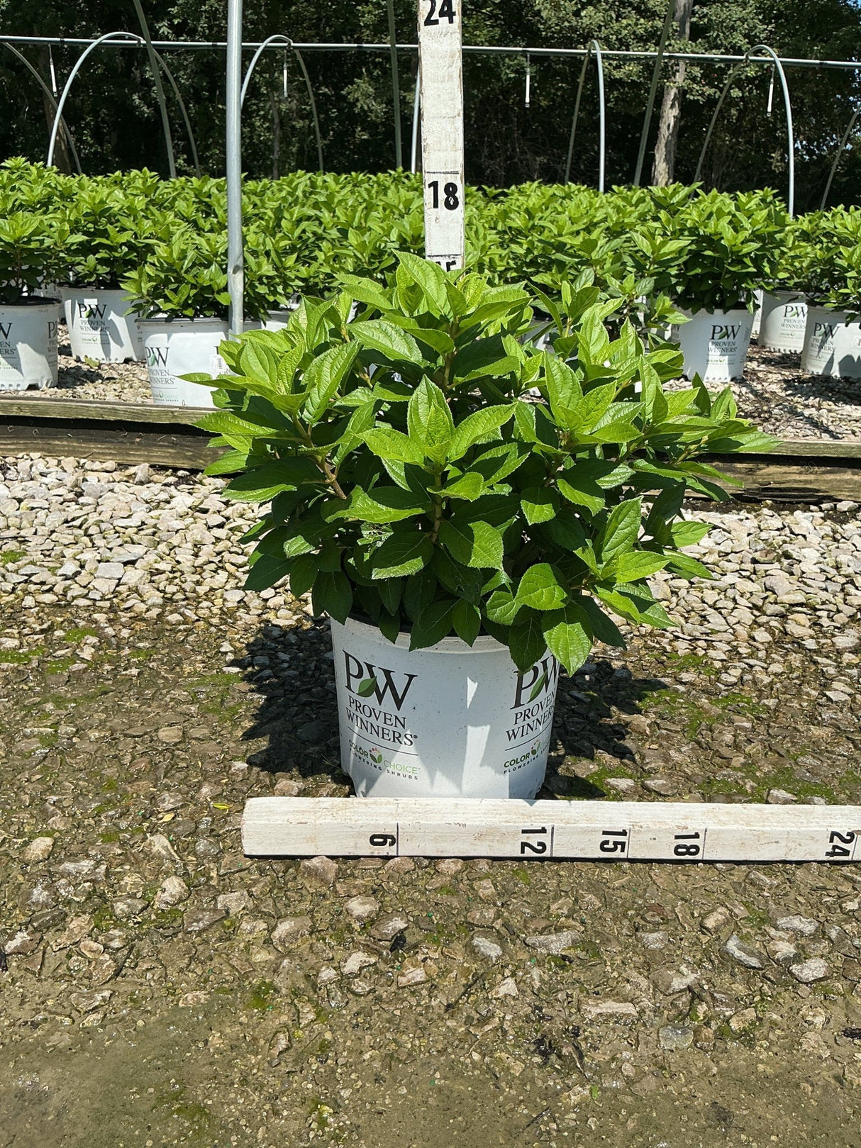 Little Lime Punch Panicle Hydrangea in a #3 Proven Winners container showing lush green foliage at a nursery growing facility.