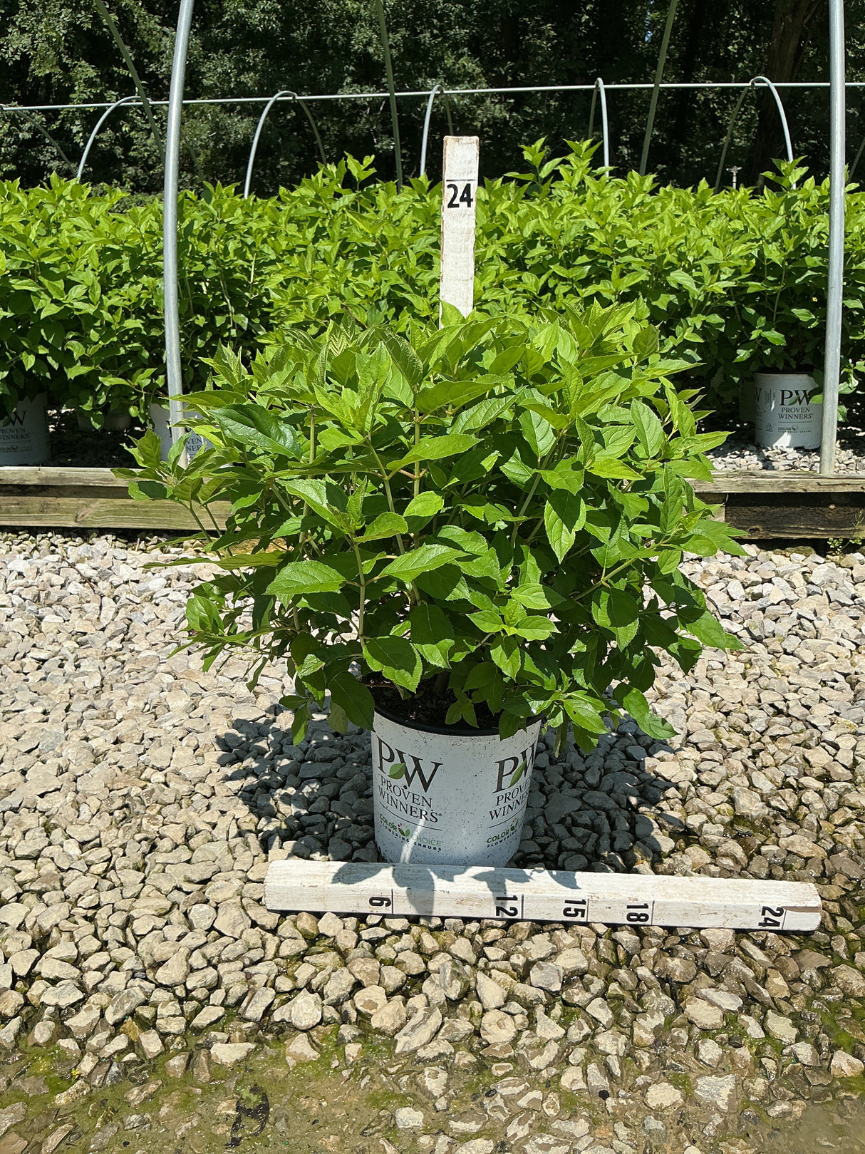Little Lime Panicle Hydrangea shrub in a #2 Proven Winners container on gravel with a measurement stake showing 24 inches.