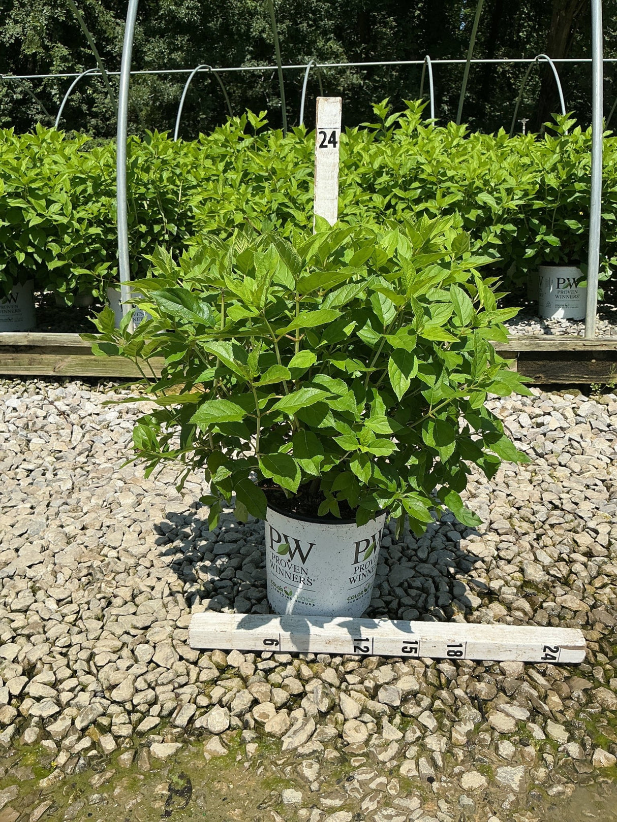 Little Lime Panicle Hydrangea shrub in a #2 Proven Winners container on gravel with a measurement stake showing 24 inches.