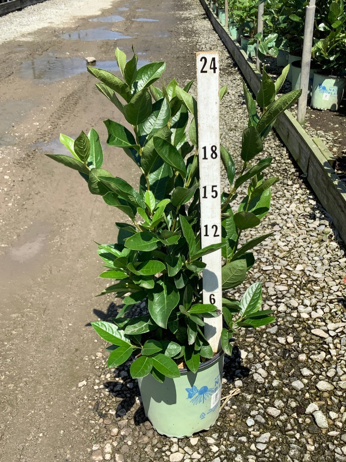 Winterthur Viburnum shrub in a #2 container shown against a measurement stake at approximately 24 inches tall.