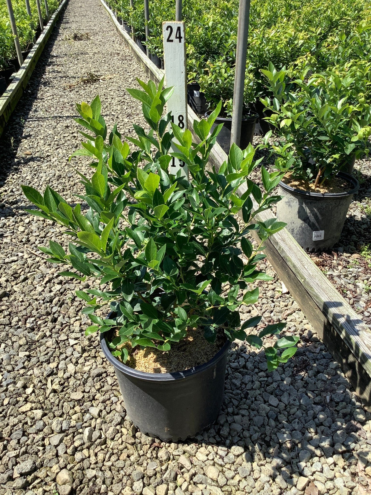 Duke blueberry bush in a #3 container showing dense dark green foliage at a nursery grow yard.
