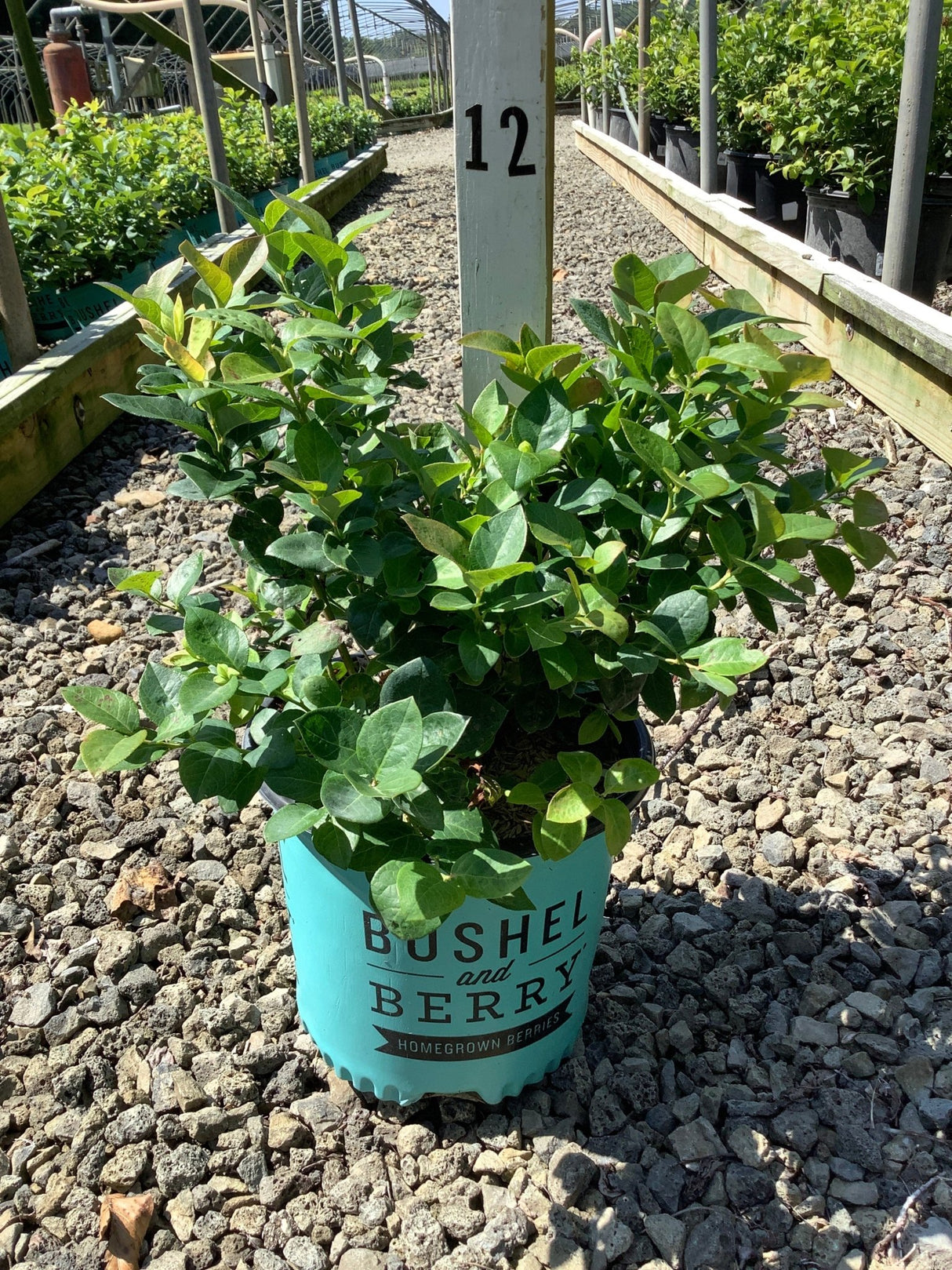 Peach Sorbet Blueberry Bush in a teal Bushel and Berry container displayed at a nursery greenhouse.