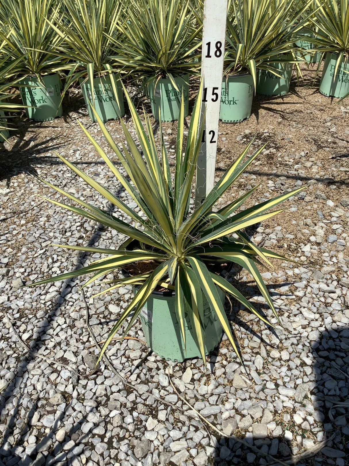 Color Guard Yucca in a nursery container showing bold green and yellow variegated sword-like foliage radiating from the center.