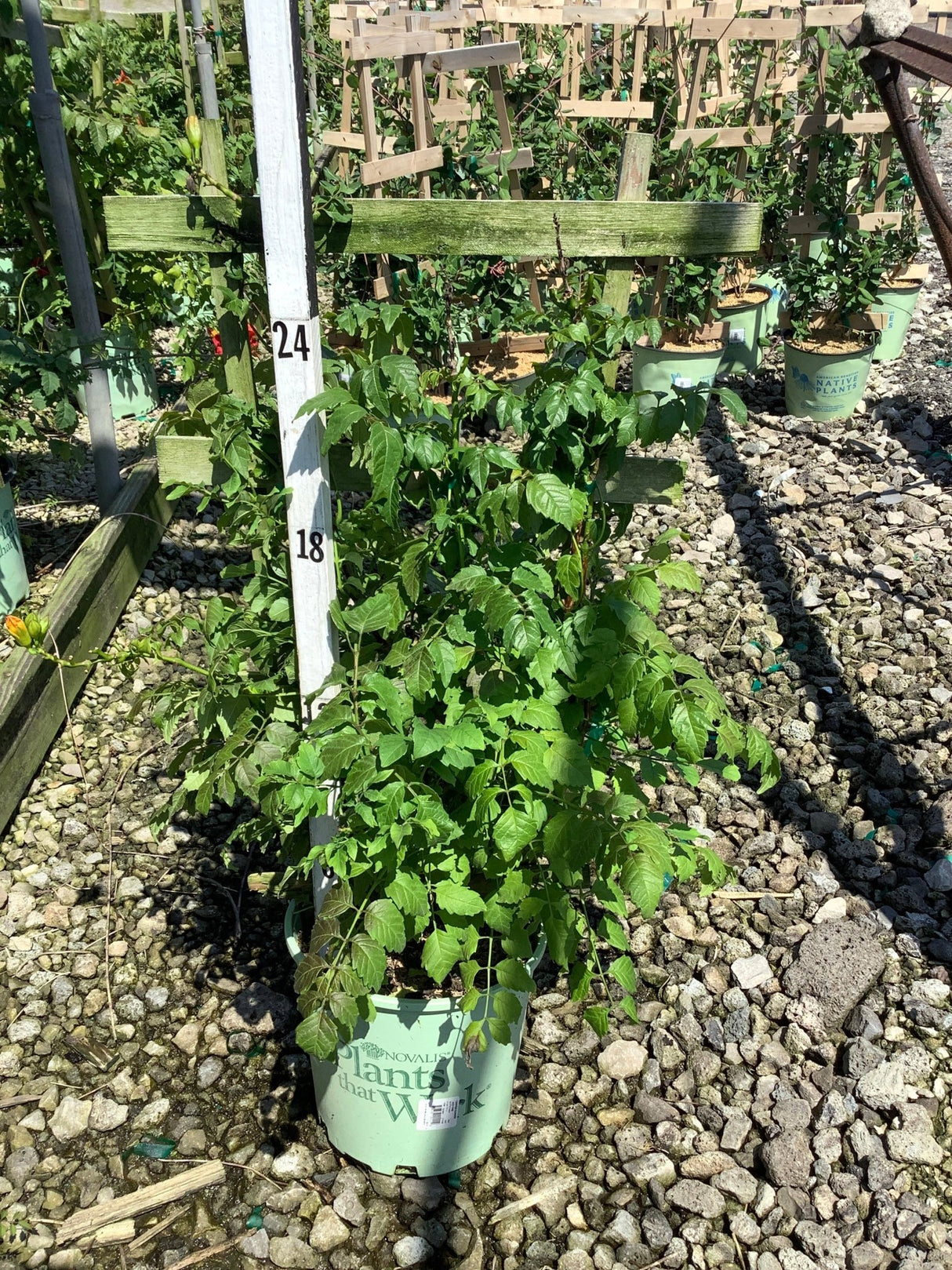Summer Jazz Fire Trumpet Vine in a #2 container at a nursery, showing lush green foliage on a gravel bed.