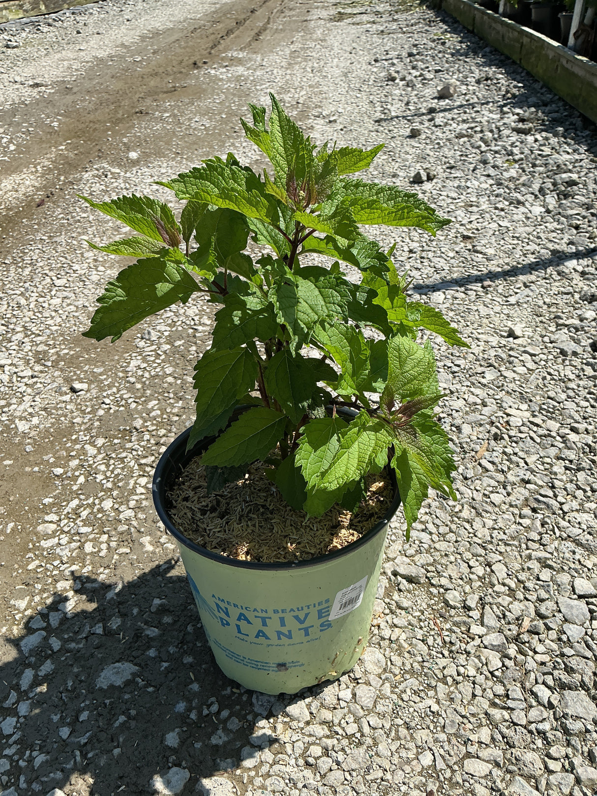 Little Joe Pye Weed in a #2 container nursery pot, showing vigorous green serrated foliage on reddish stems.