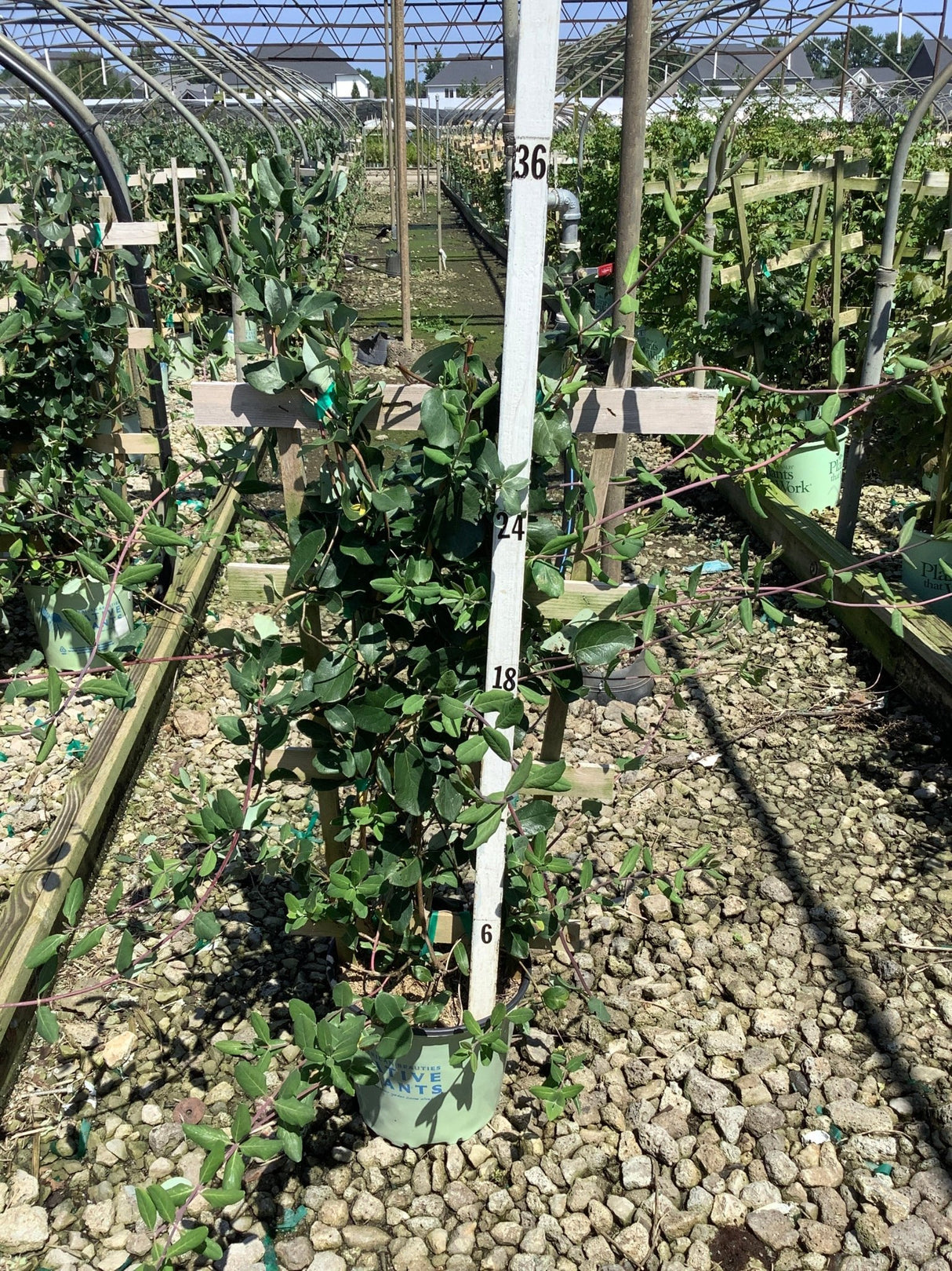 Major Wheeler Honeysuckle Vine in a #2 container growing on a trellis system at a nursery, showing lush green foliage.