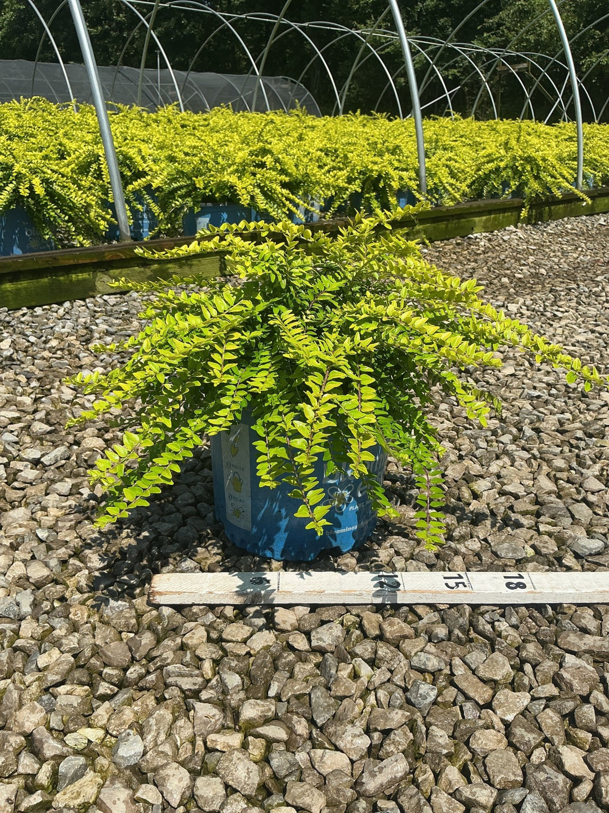 Thunderbolt Box Honeysuckle Bush in a blue #3 container displaying bright chartreuse foliage, shown with an 18-inch ruler for scale.