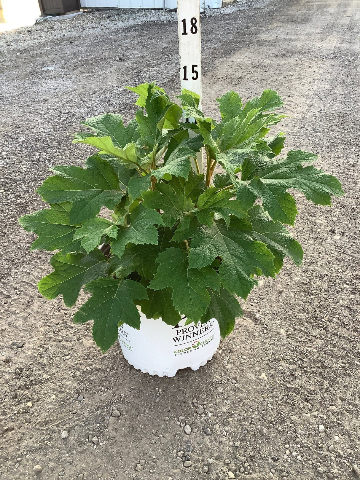 Gatsby Glow Ball Oakleaf Hydrangea in a Proven Winners #3 container showing lush green oak-shaped foliage.