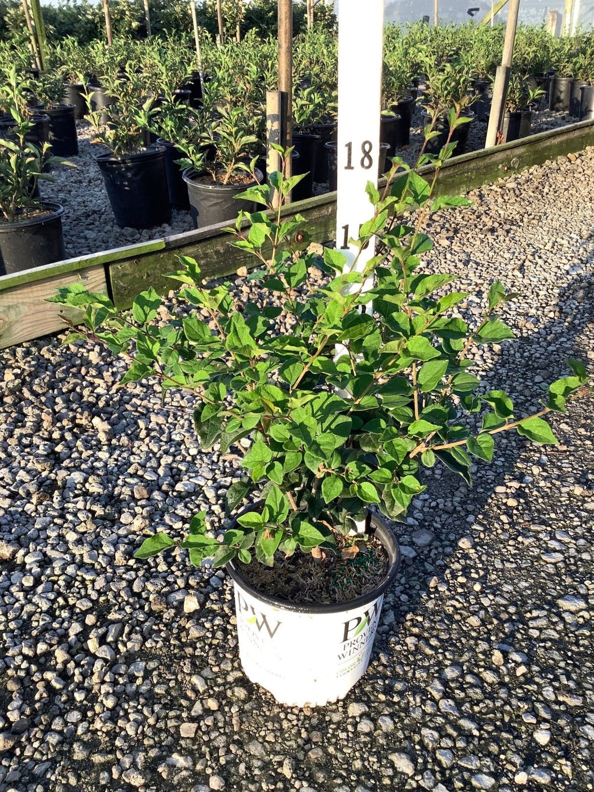 Bloomerang Dark Purple Lilac shrub in a white Proven Winners #1 container at a nursery, showing dense green foliage.