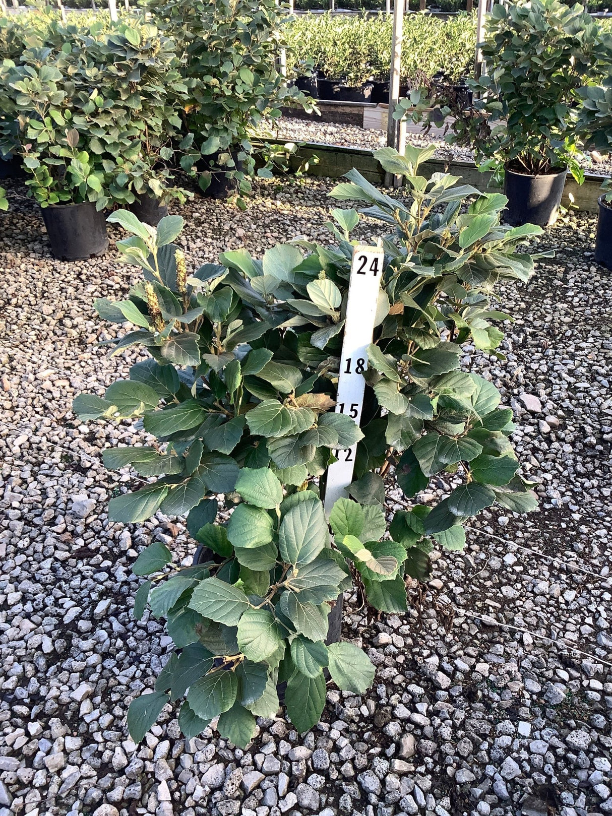 Mount Airy Dwarf Fothergilla shrub in a #3 container at a nursery, showing dense green foliage and multi-stem habit.