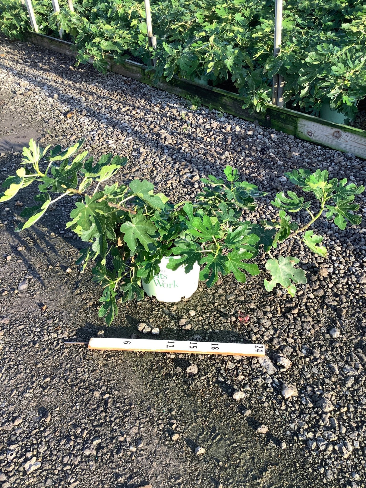 Brown Turkey Fig Tree in a #3 container showing spreading multi-stem habit with large lobed green leaves, measured against a ruler.