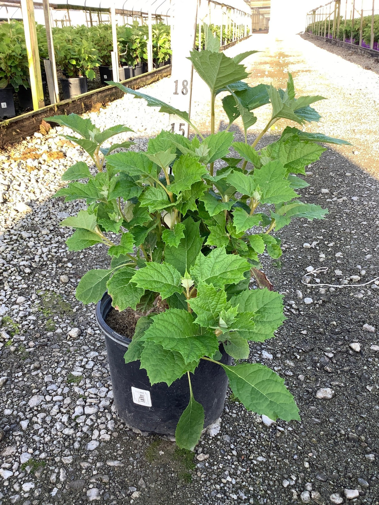 Alice Oakleaf Hydrangea in a #3 nursery container showing lush green lobed foliage at a greenhouse growing facility.