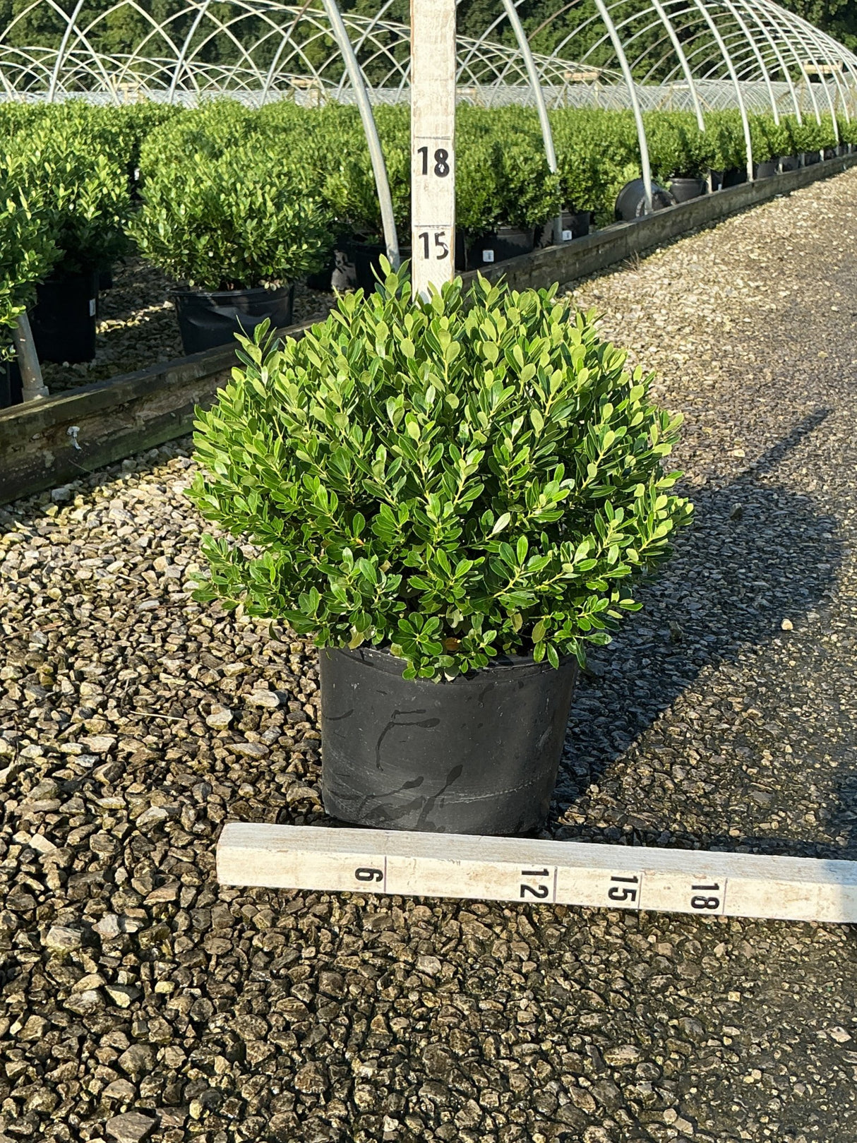 Densa Inkberry Holly shrub in a #3 nursery container showing dense rounded green foliage, measured at approximately 15 inches.