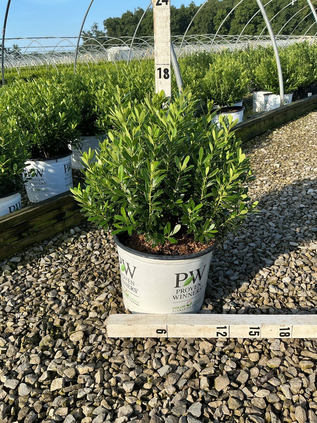 Strongbox Inkberry Holly shrub in a Proven Winners #3 container at a nursery, showing dense dark green foliage.