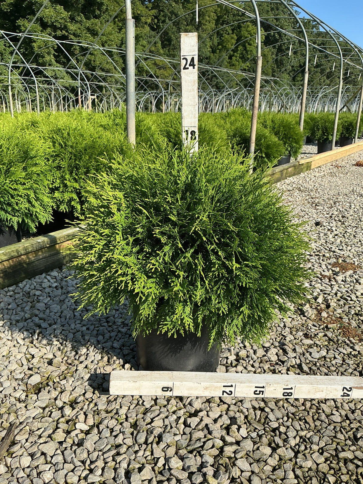 Woodward Arborvitae in a #3 container with dense green foliage, shown at a nursery with a measurement ruler indicating roughly 18 inches wide.