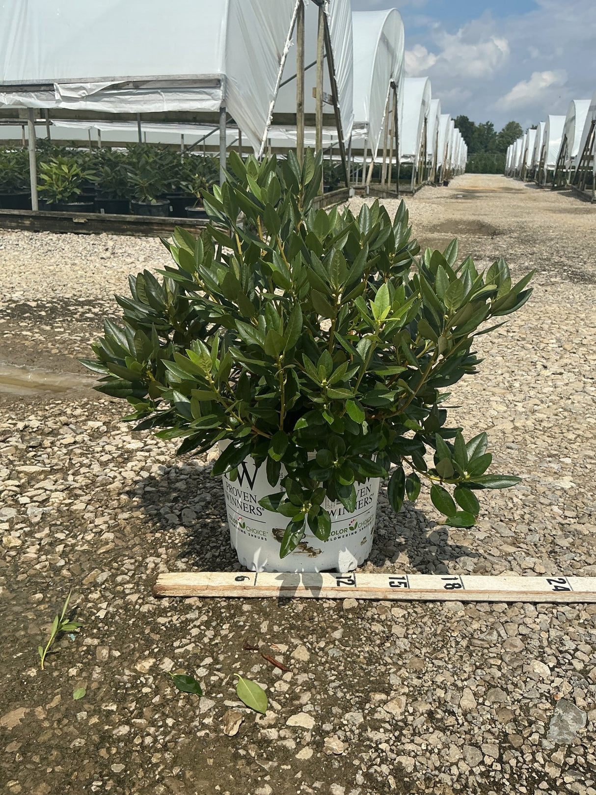 Black Hat Rhododendron in a #3 Proven Winners container, showing dense dark green foliage at a nursery grow site.