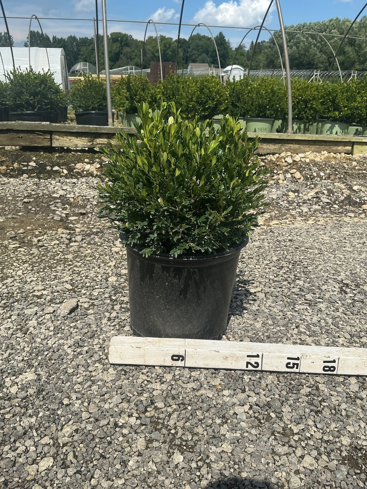Green Gem Boxwood shrub in a #3 container displayed on gravel next to a measuring stick showing approximately 12 inches tall.