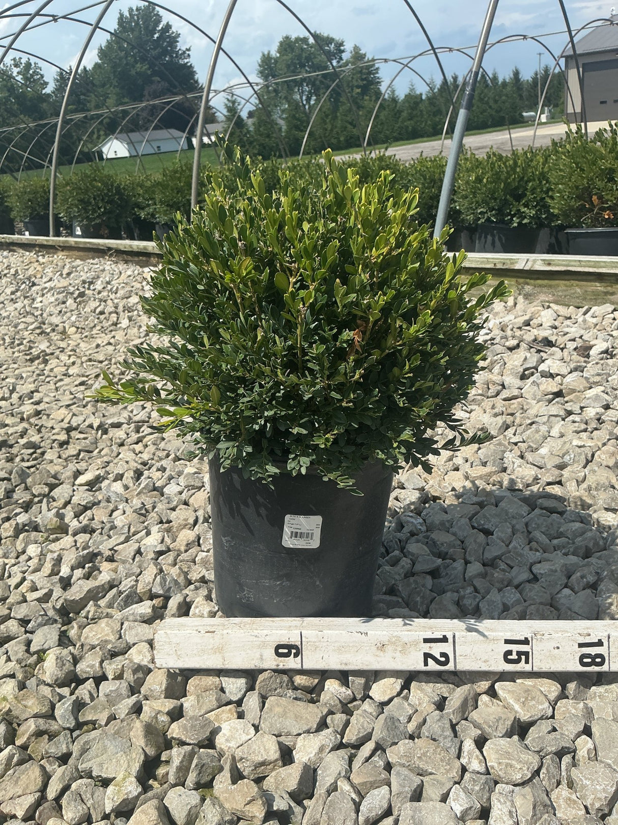 Green Gem Boxwood shrub in a #2 container displayed on gravel next to a measurement stick showing approximately 15 inches.