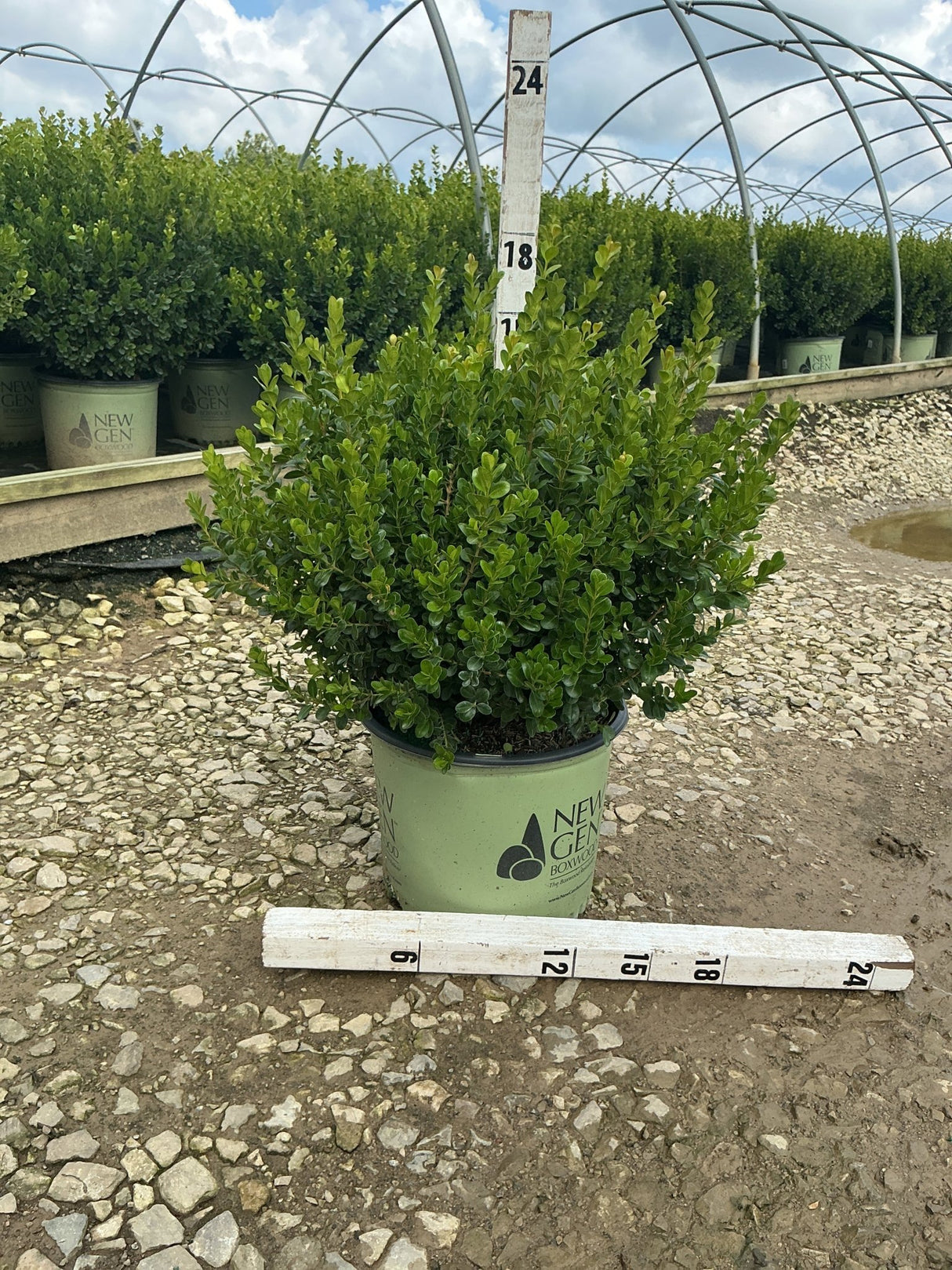 NewGen Freedom Boxwood in a #3 container shown next to a ruler measuring approximately 18 inches tall at a nursery.