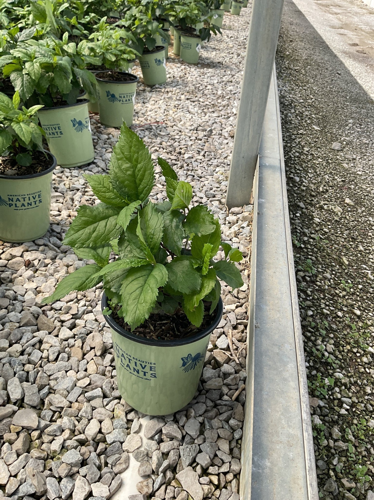Hot Lips Turtlehead perennial in a #1 container pot at a nursery, showing lush serrated green foliage.