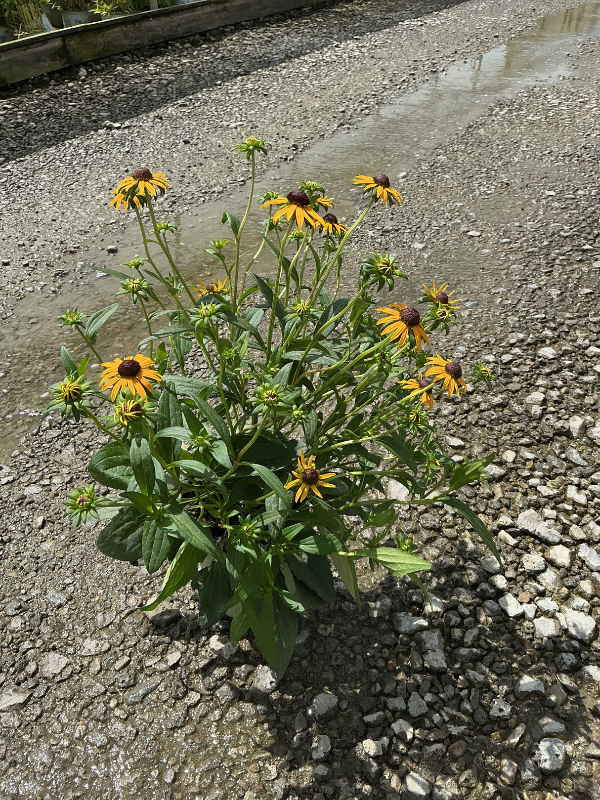 Little Goldstar Black-Eyed Susan in a #1 container, showing bright golden-yellow blooms with dark brown centers on a gravel surface.