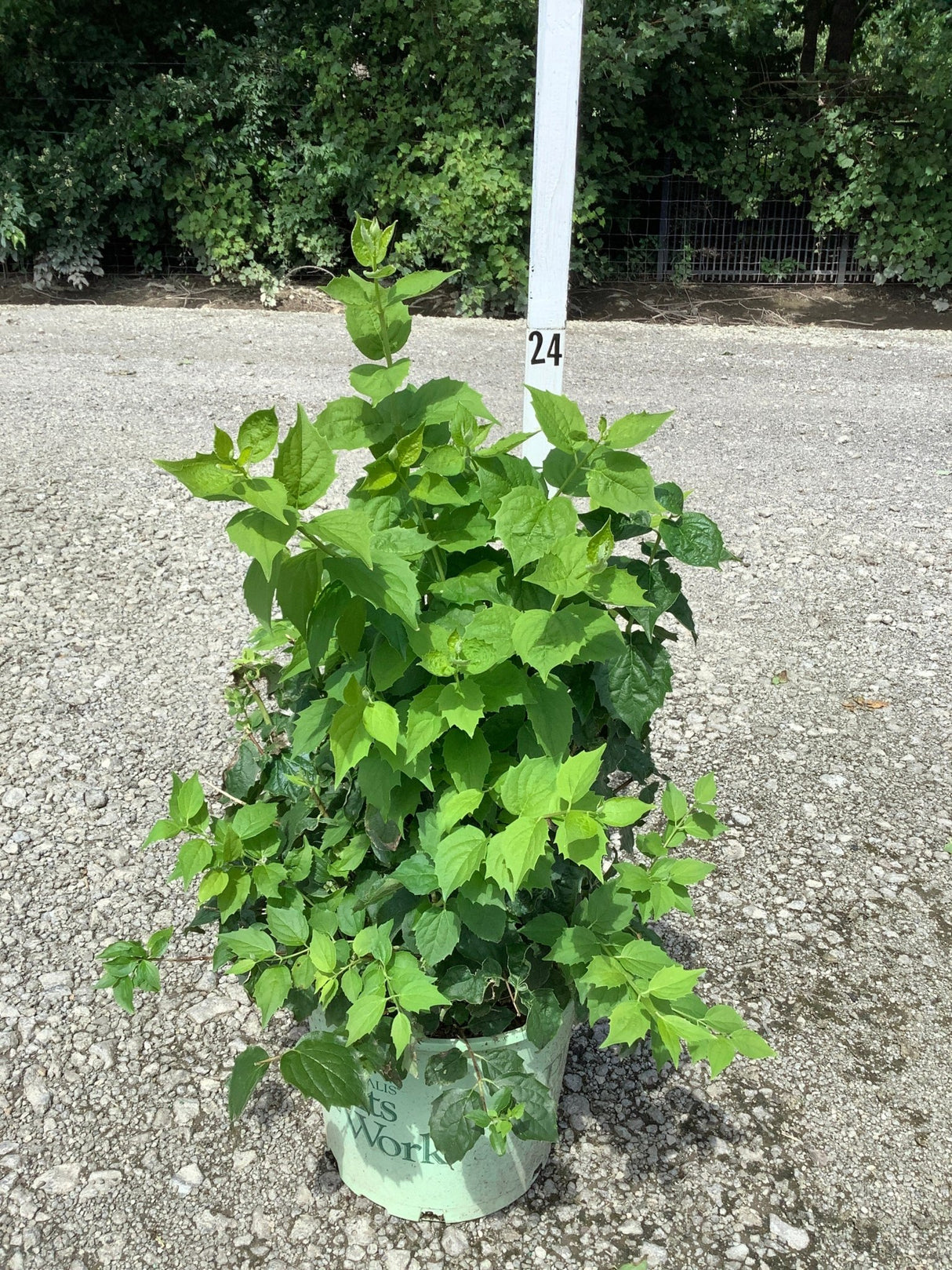 Pearls of Perfume Mock Orange shrub in a #3 container showing lush green foliage on a gravel nursery lot.