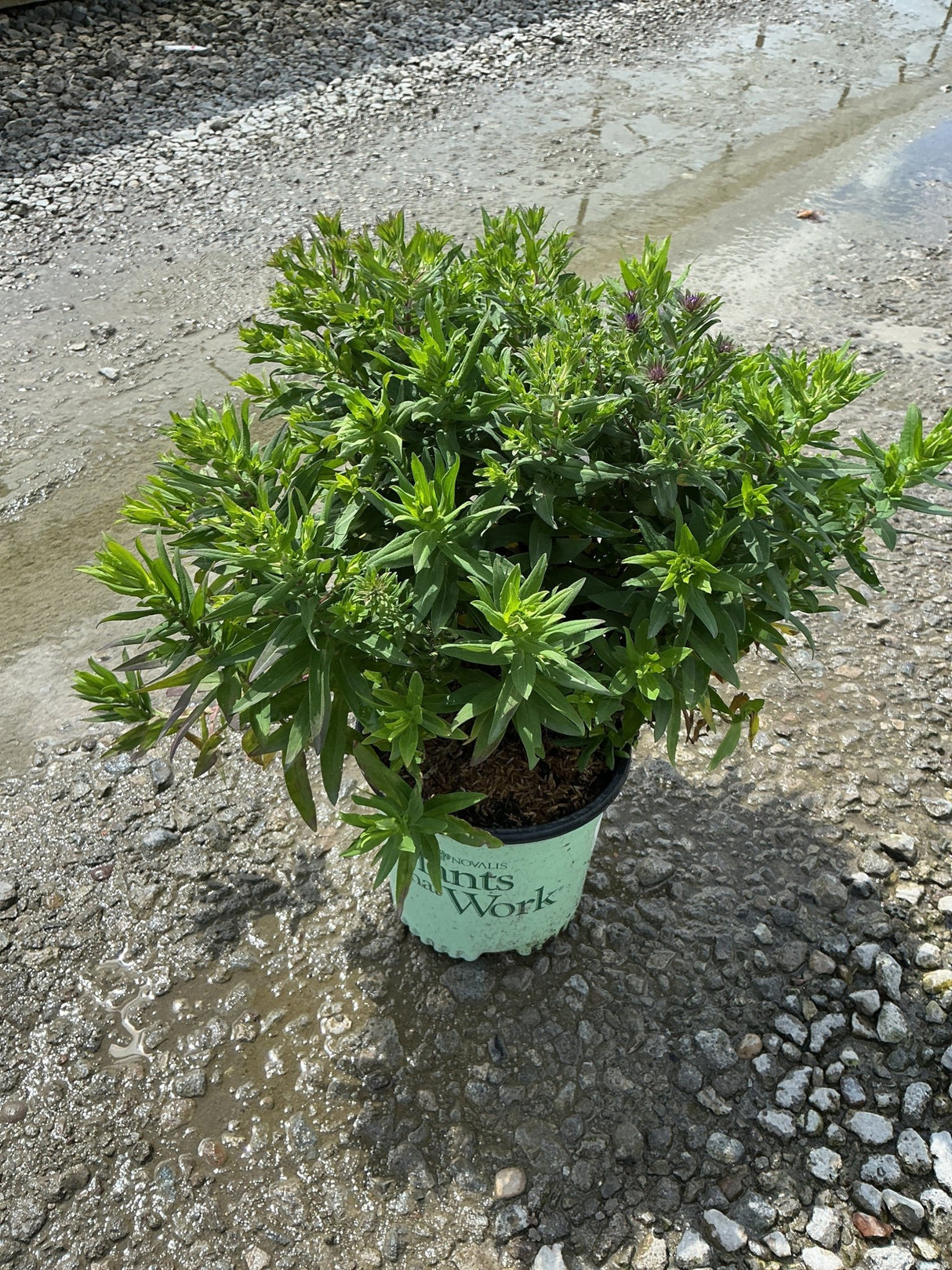 Grape Crush New England Aster in a #1 container showing dense green foliage with emerging purple buds.