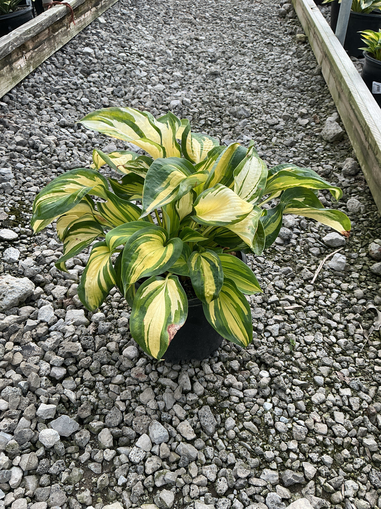 Great Expectations Hosta in a black nursery container, showing bold green and creamy yellow variegated foliage.
