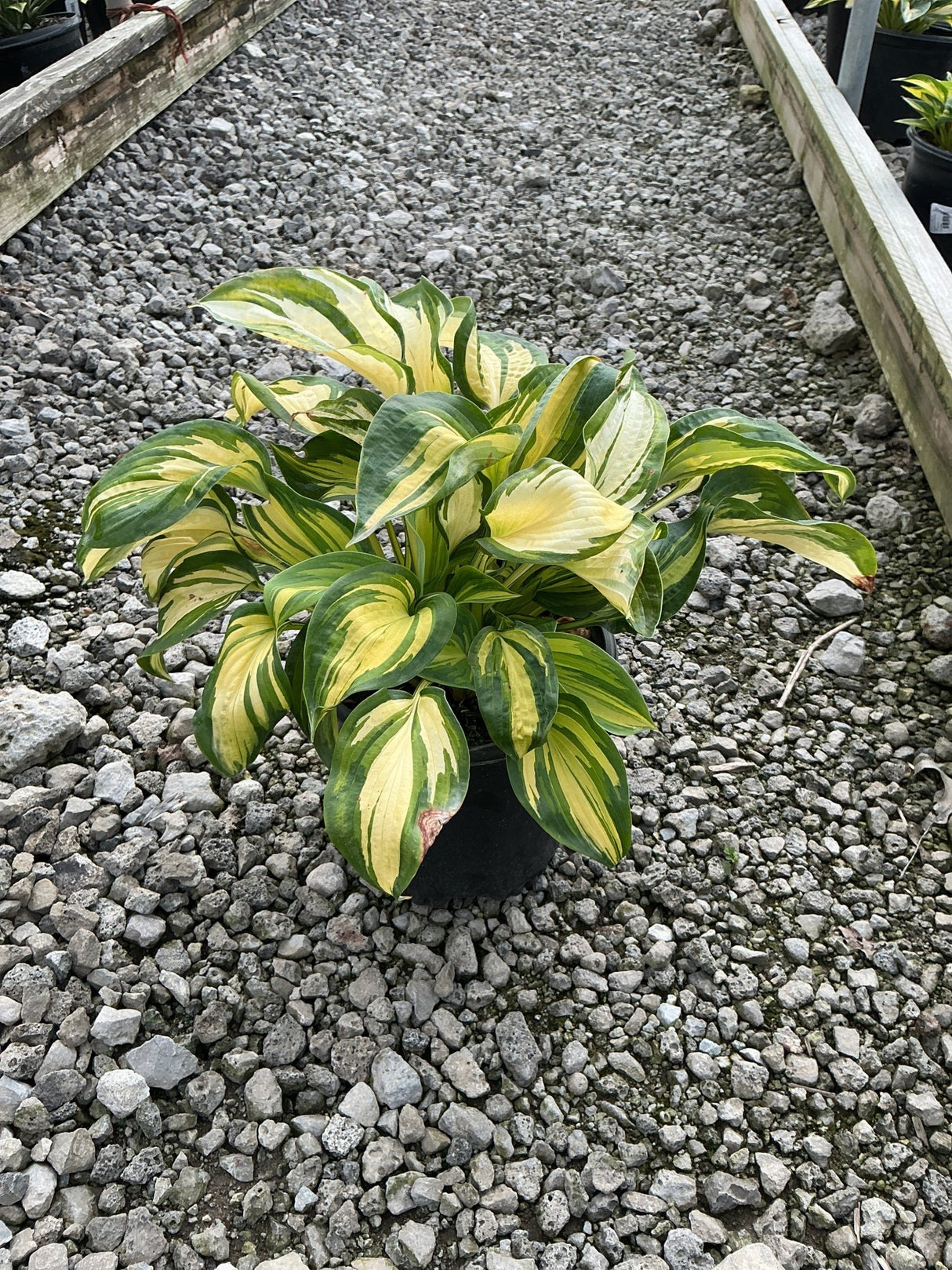 Great Expectations Hosta in a black nursery container, showing bold green and creamy yellow variegated foliage.