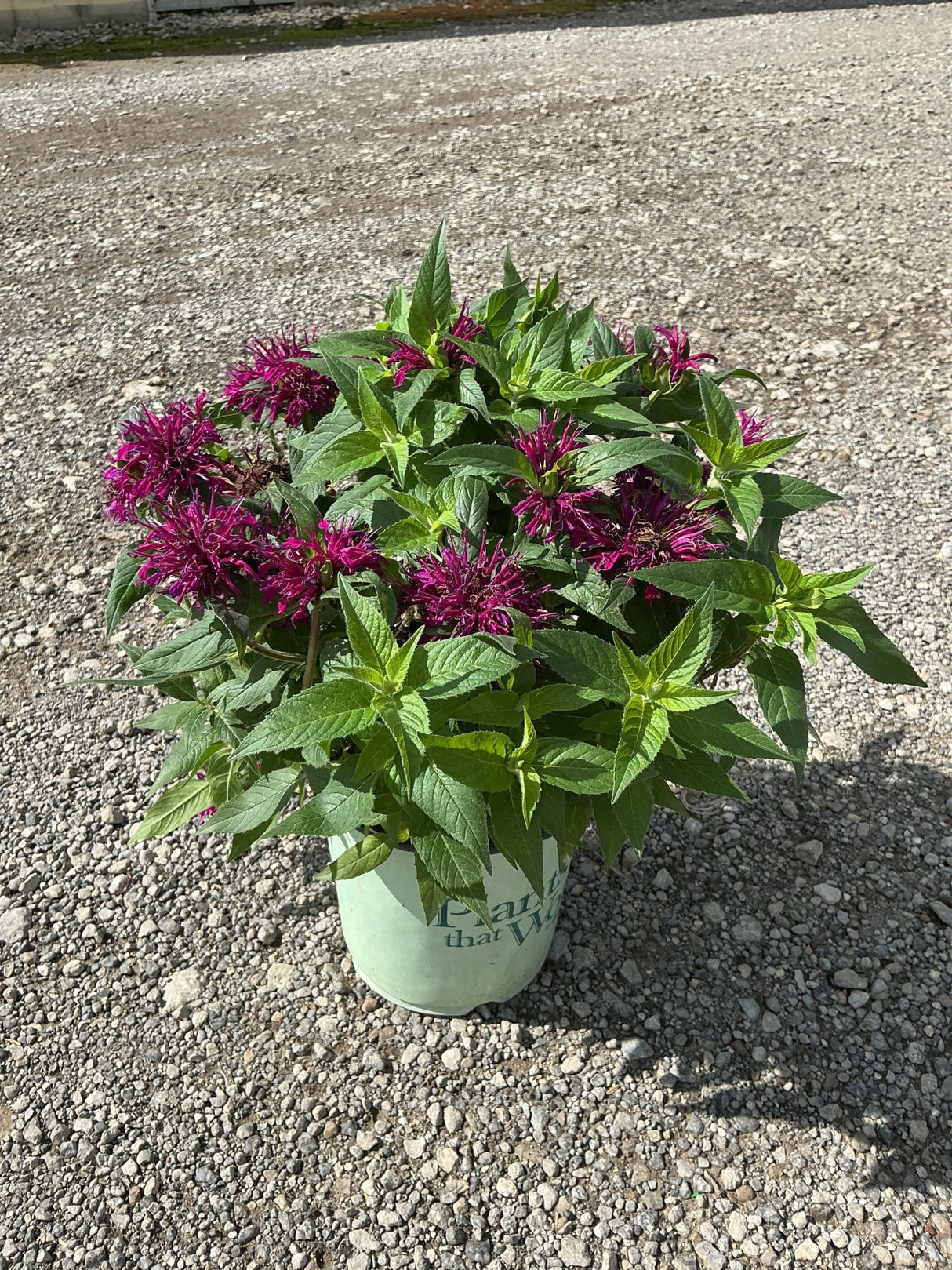 Balmy Purple Bee Balm in a #1 container showing vivid magenta blooms and lush green foliage on gravel.