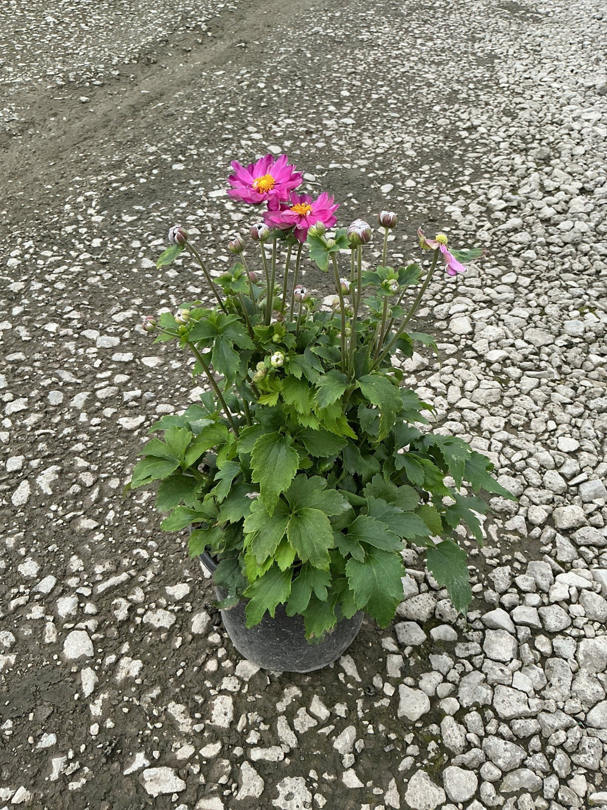 Curtain Call Pink Japanese Anemone in a nursery container with bright pink semi-double blooms and multiple buds on tall stems.