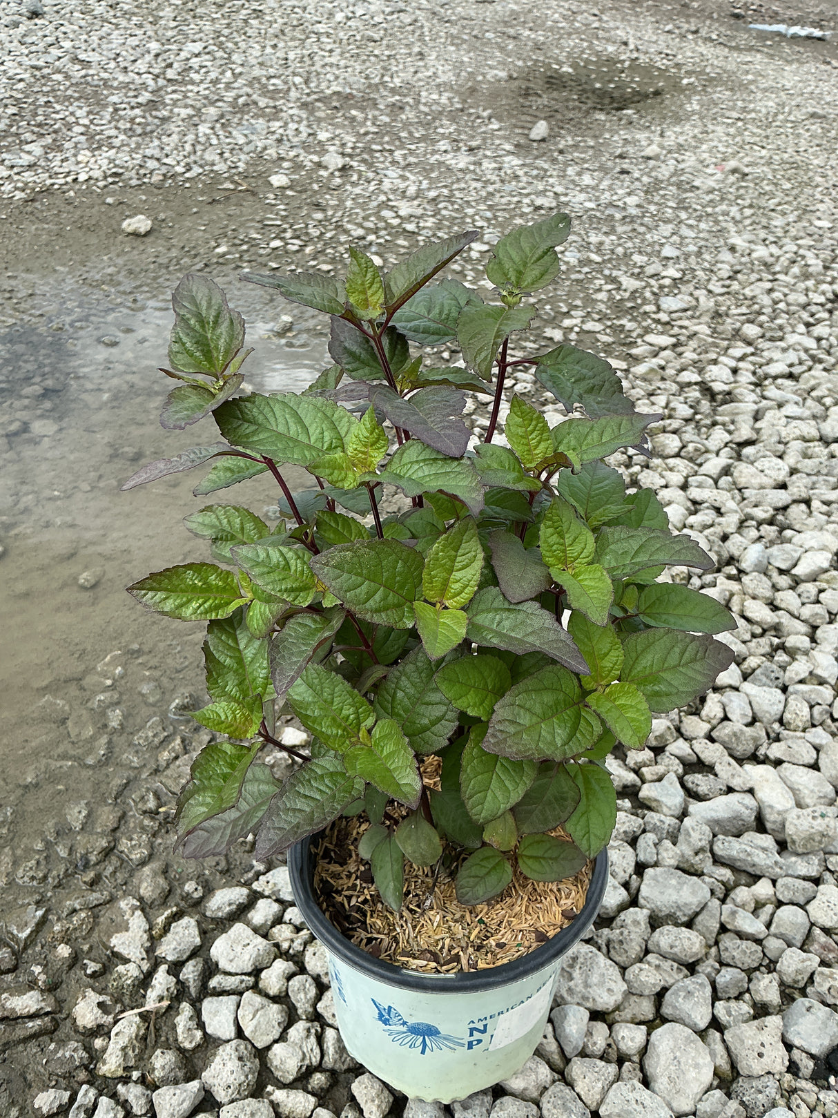 Heliopsis Bleeding Hearts perennial in a #1 container showing dense green and purple-tinged foliage on red stems.