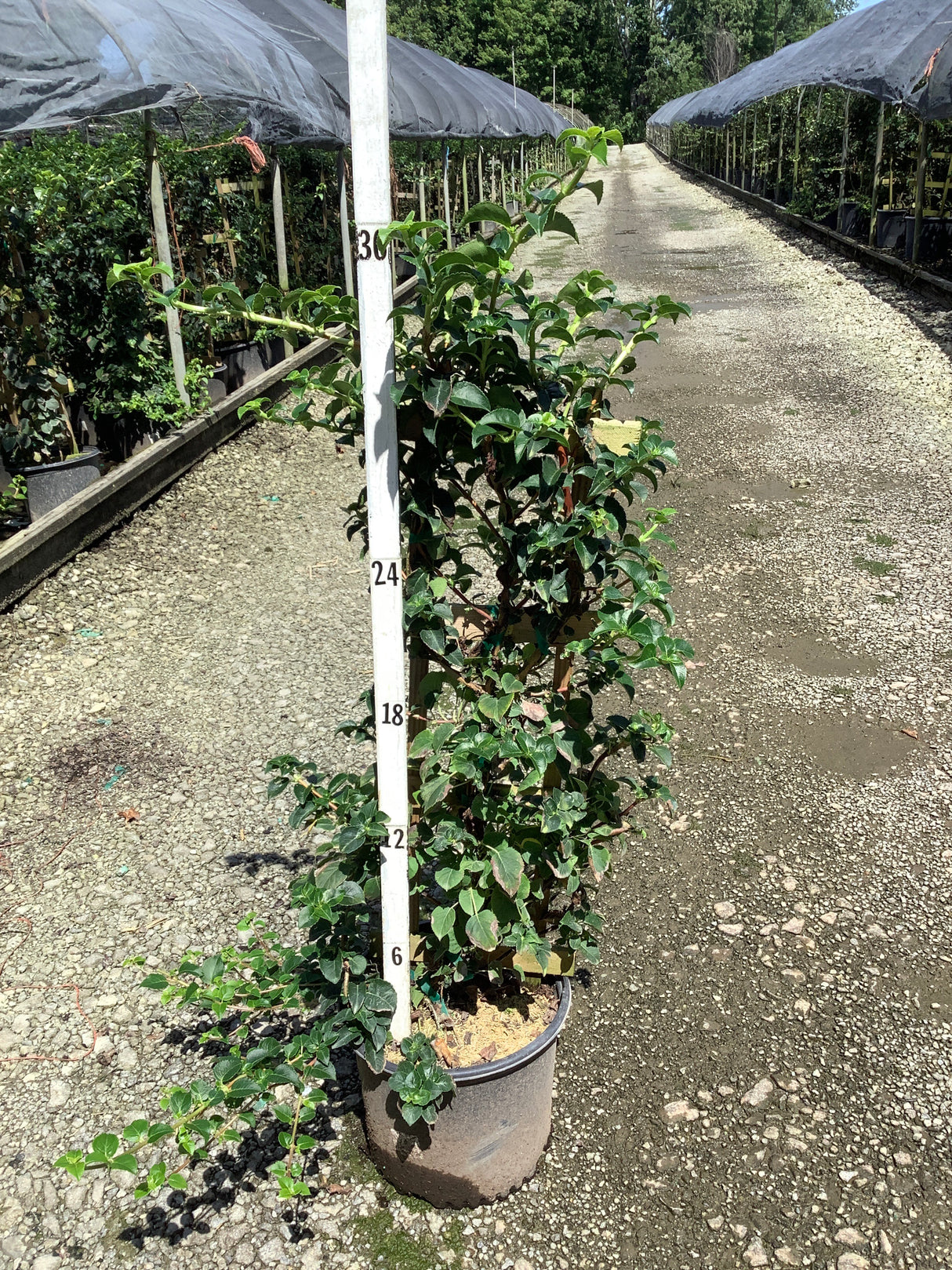 Climbing Hydrangea vine in a #3 nursery container next to a measurement pole showing approximately 30 inches of growth.