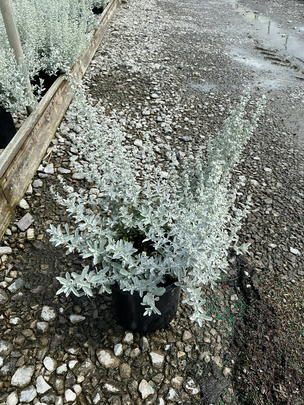 GardenGhost Artemisia in a black nursery container displaying silvery-white foliage and upright stems on a gravel surface.